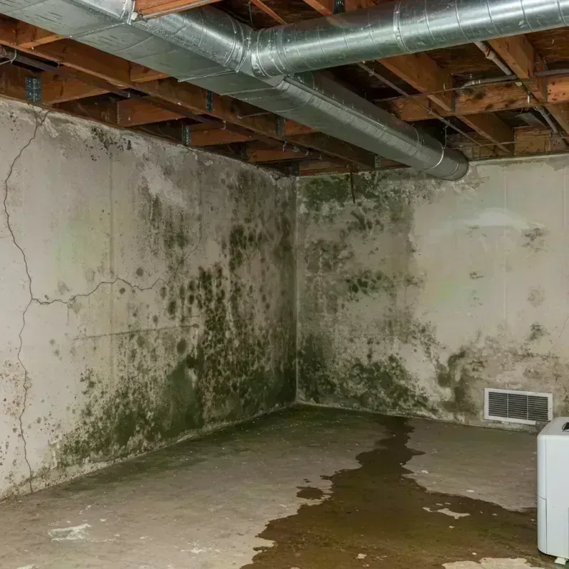 Professional Mold Removal in Saline County, IL